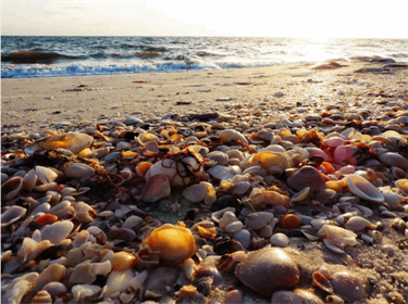 Barefoot Beach Preserve
