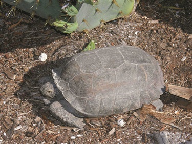 One of the many protected Gopher Tortoises living at Barefoot Beach Preserve