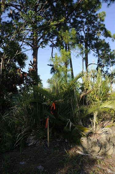 Gordon River Greenway