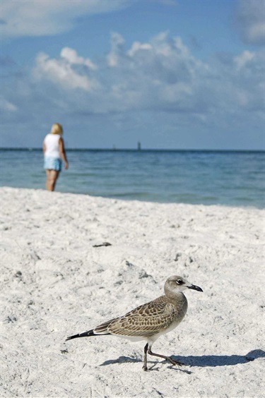 South Marco Beach