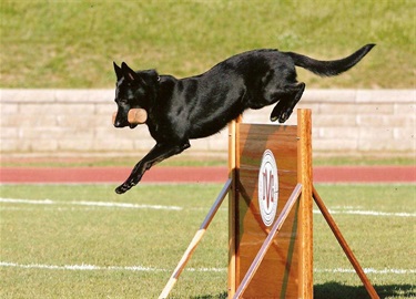 Dog training