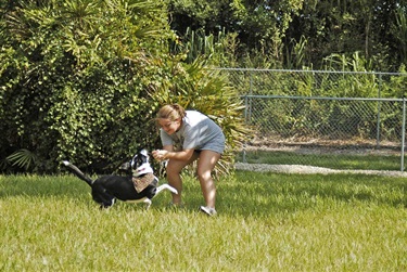 Rover Run Dog Park