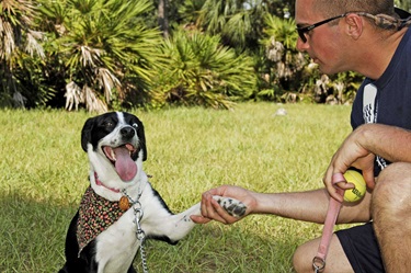 Rover Run Dog Park