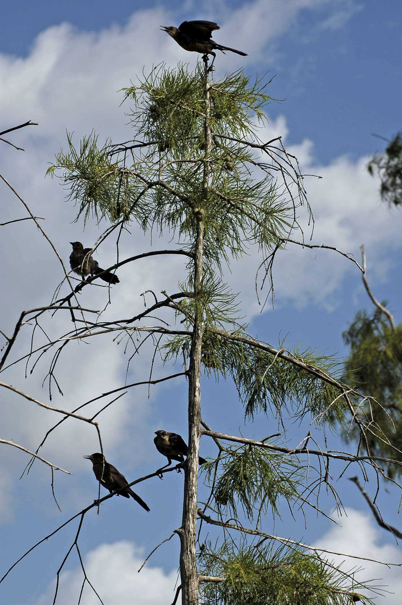 Grackles