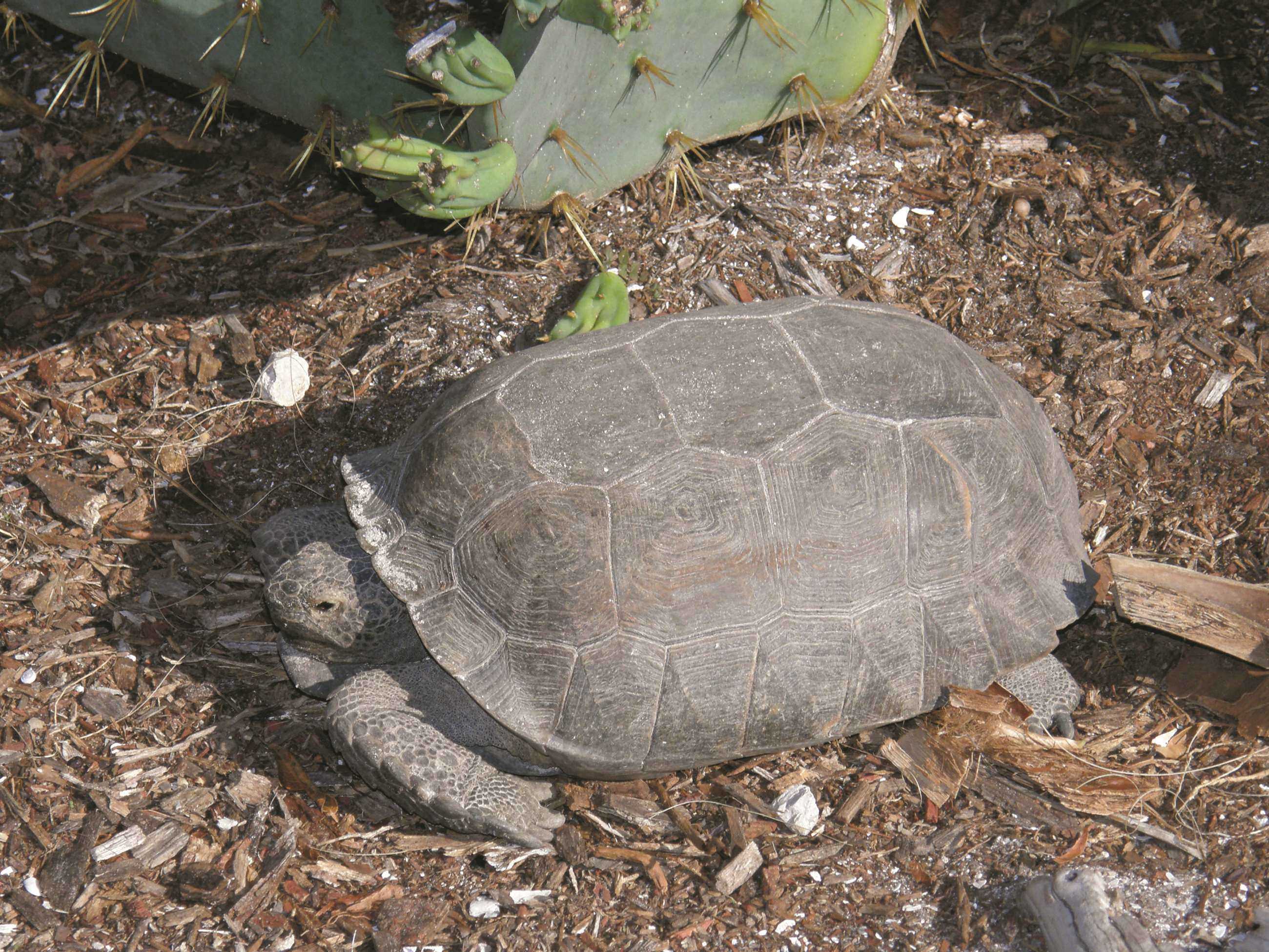 one of the many protected Gopher Tortoises living at Barefoo