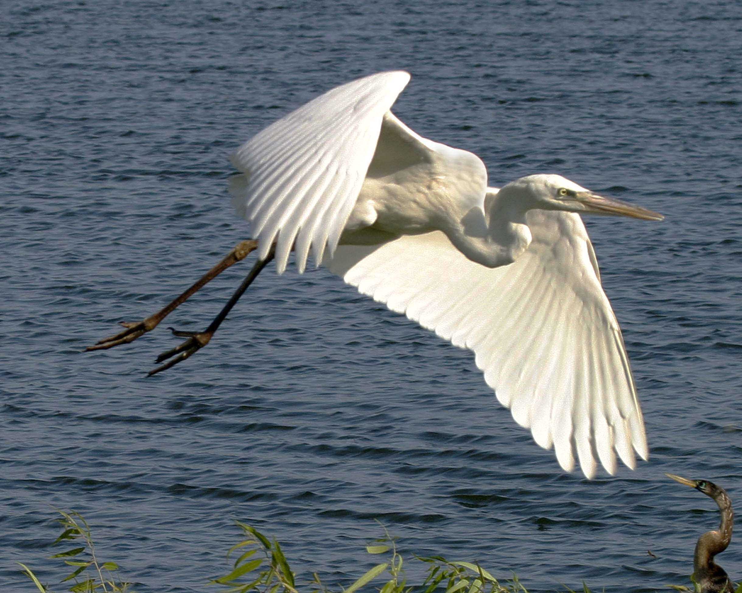 wht heron flying 4 344