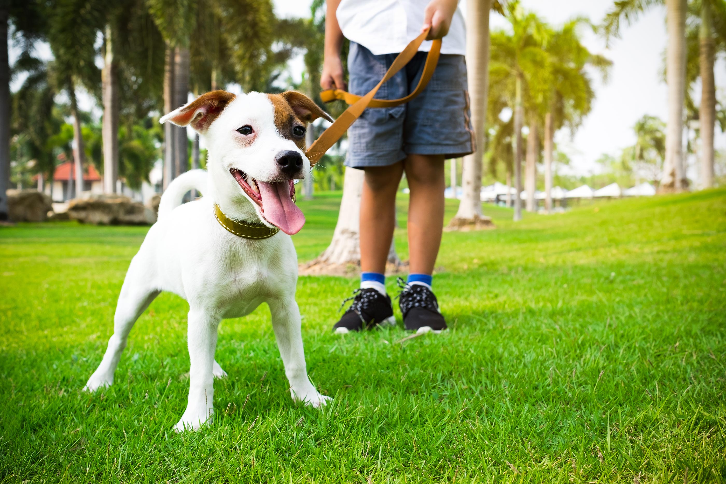 dogs in parks rules