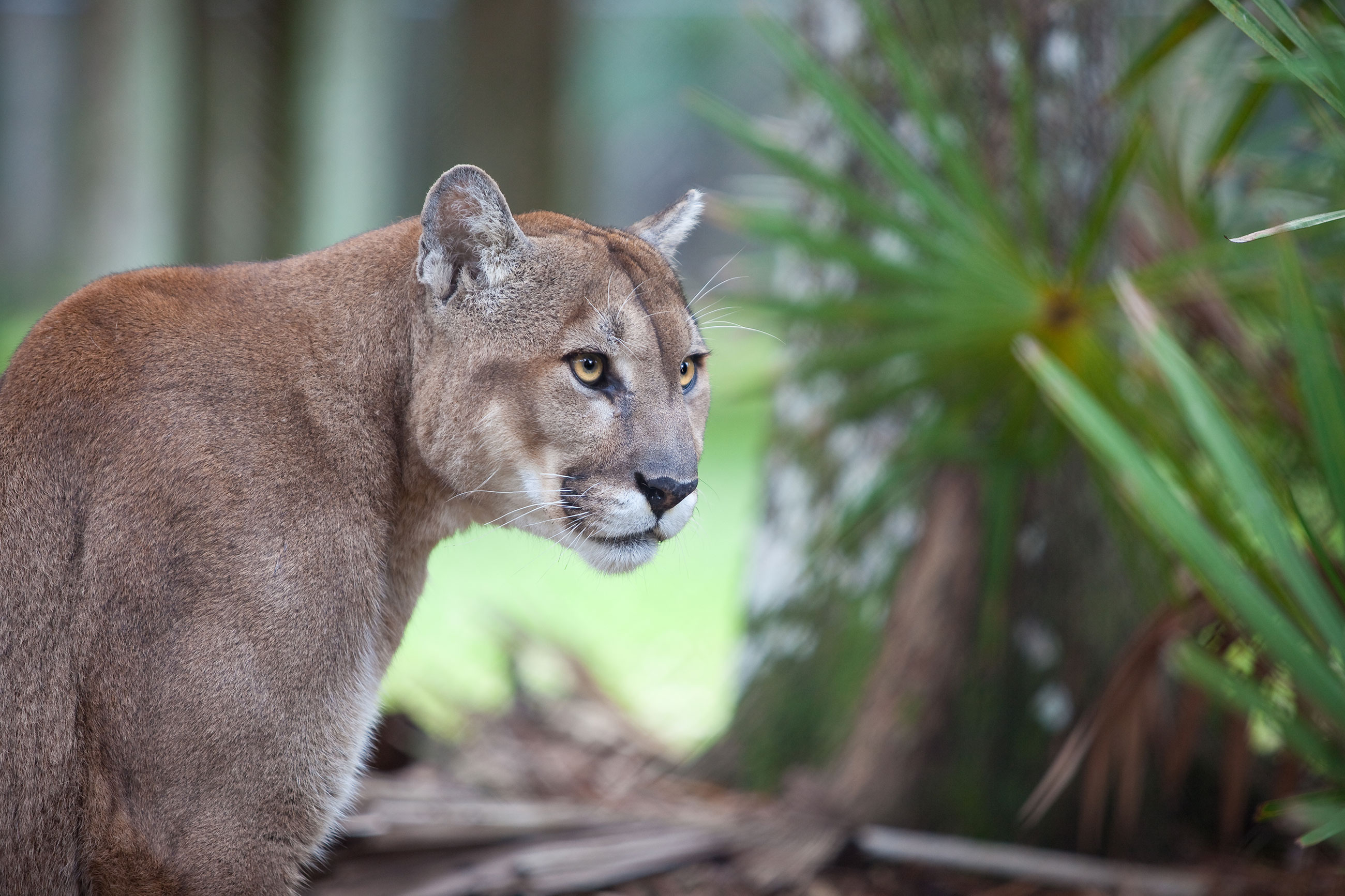 Conservation Collier Preserves