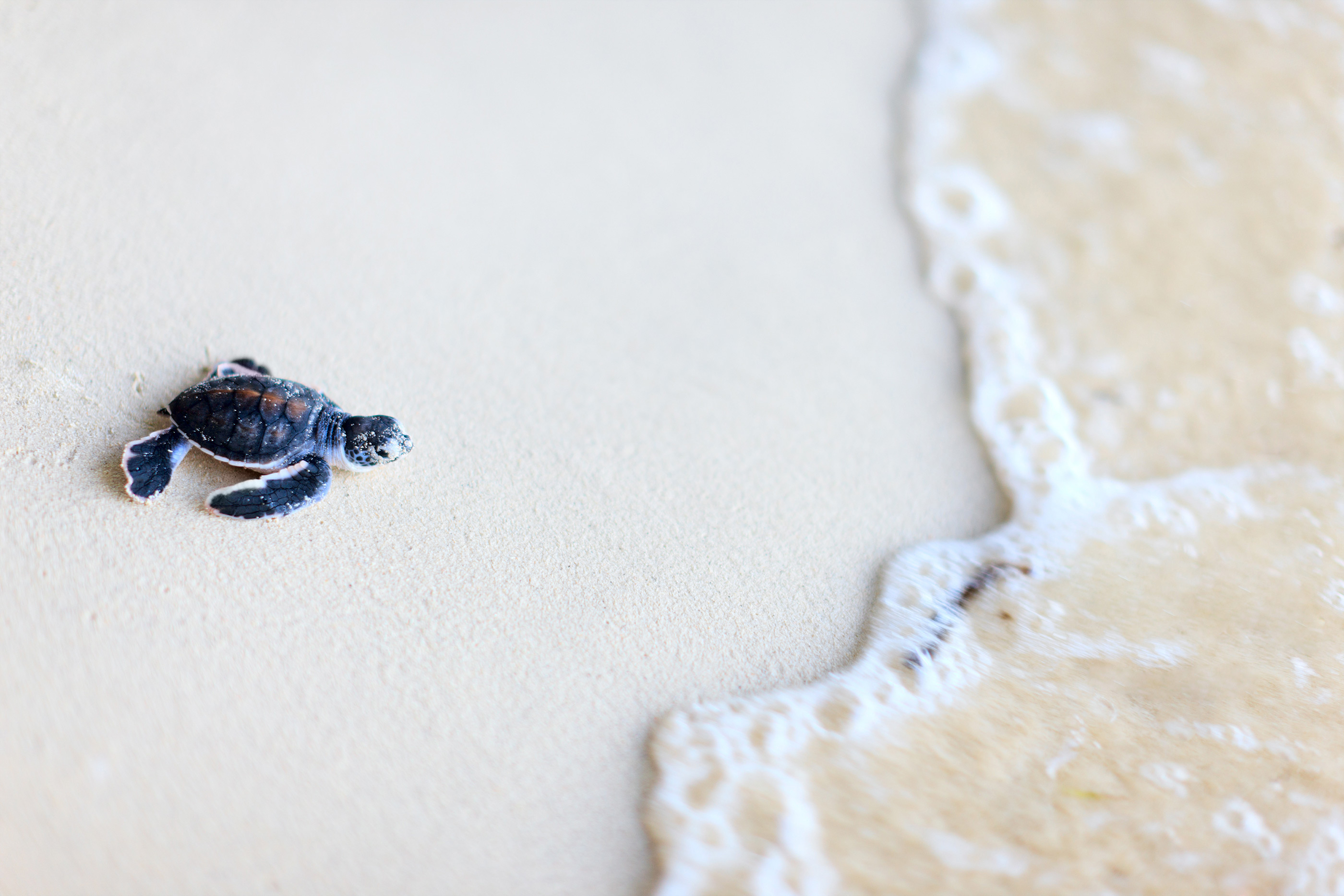 Sea Turtle Protection | Collier County Parks & Recreation
