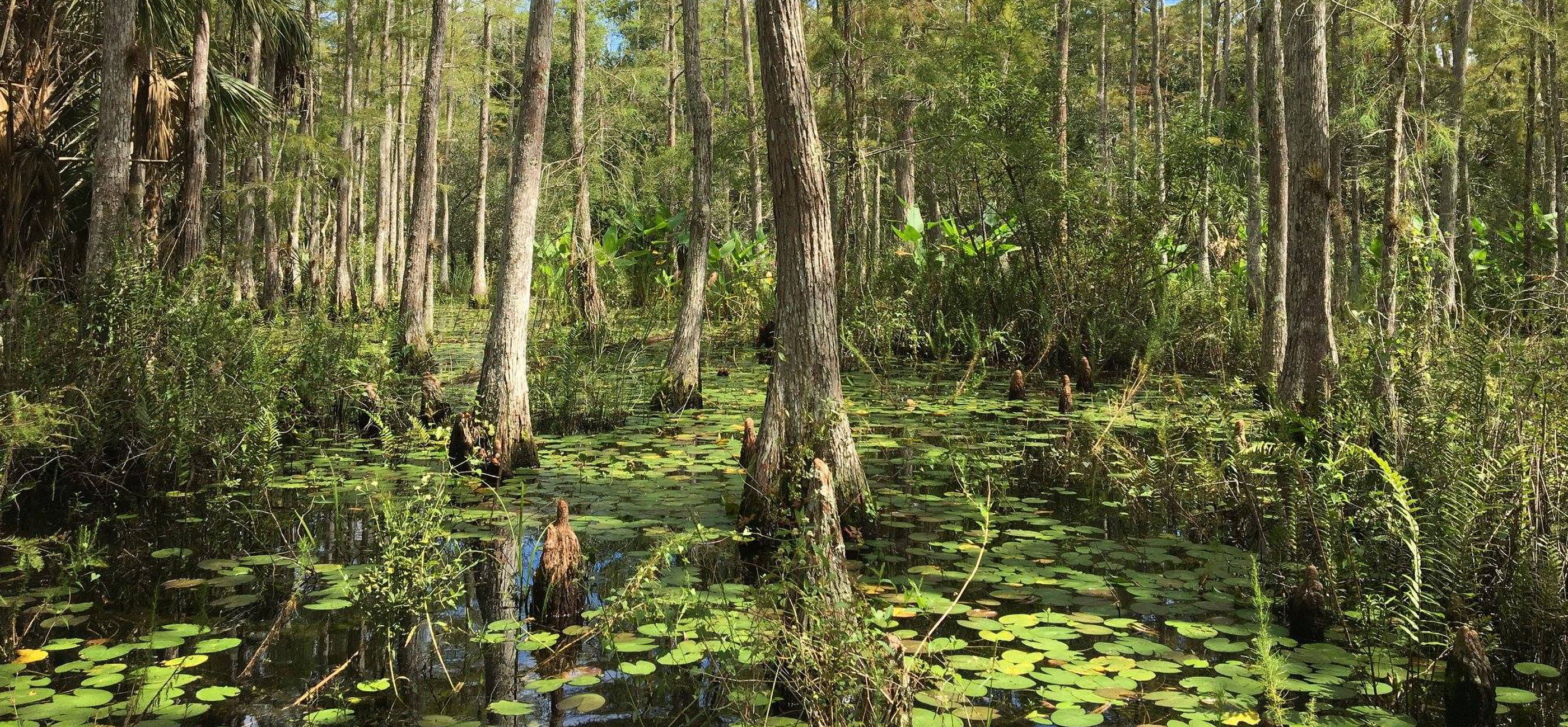 Panther Walk Preserve