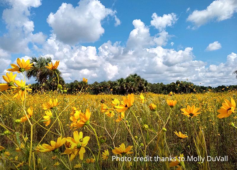 Conservation Collier Program Information