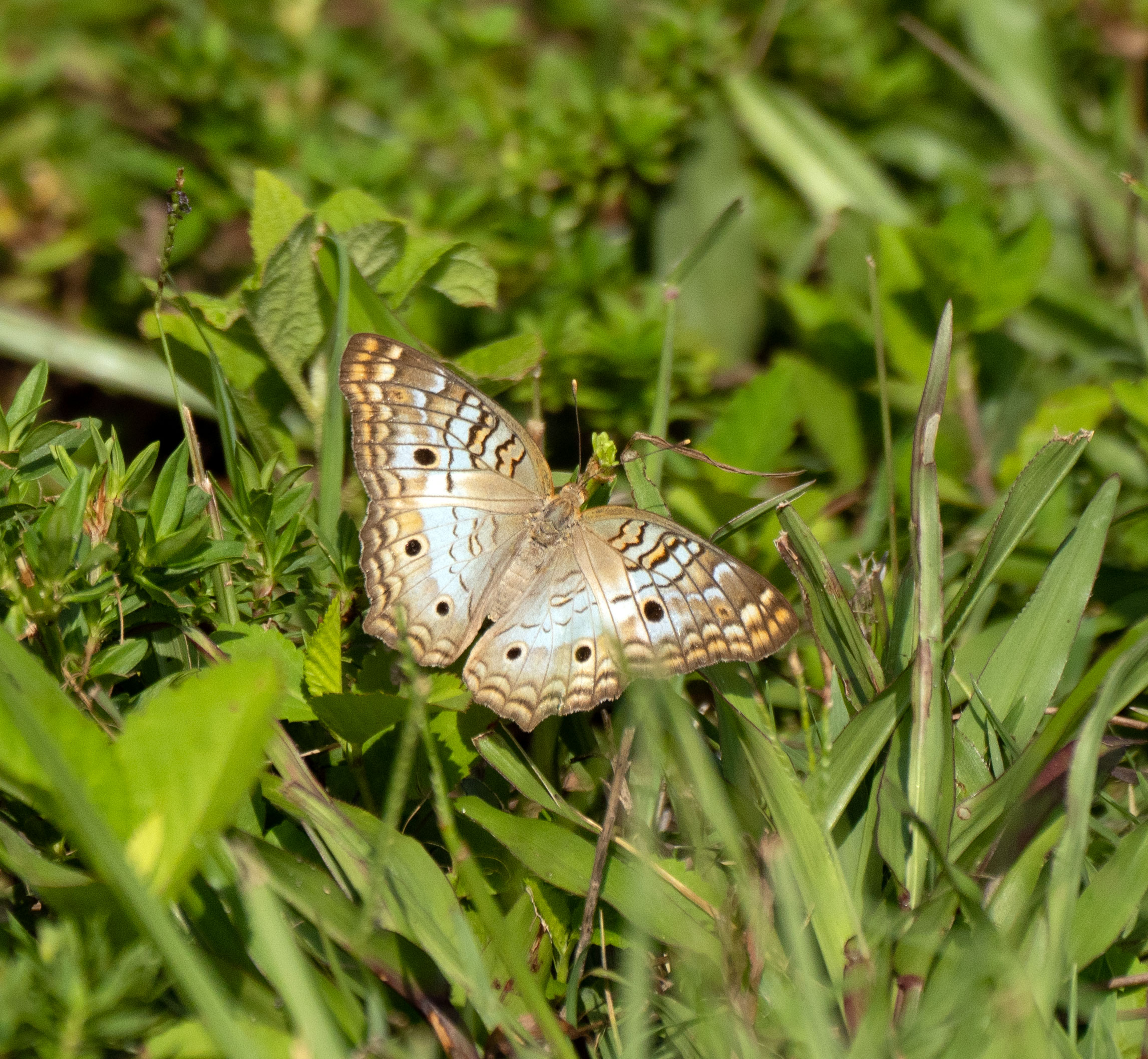 Fall Butterfly Count