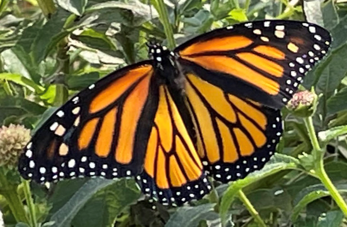 Butterfly Walk Butterfly Walk