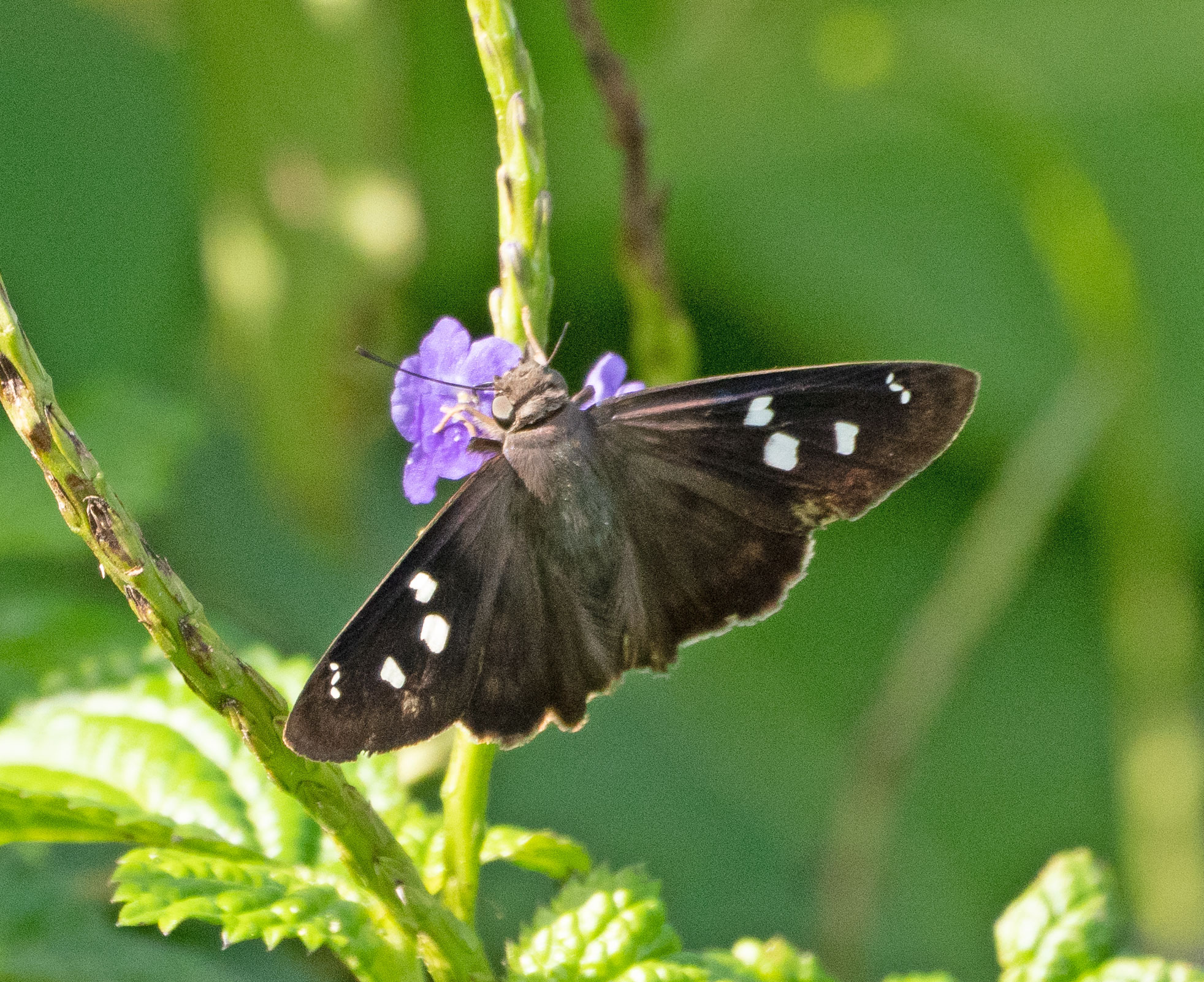 Fall Butterfly Count (Sugden Regional Park) Fall Butterfly Count (Sugden Regional Park)