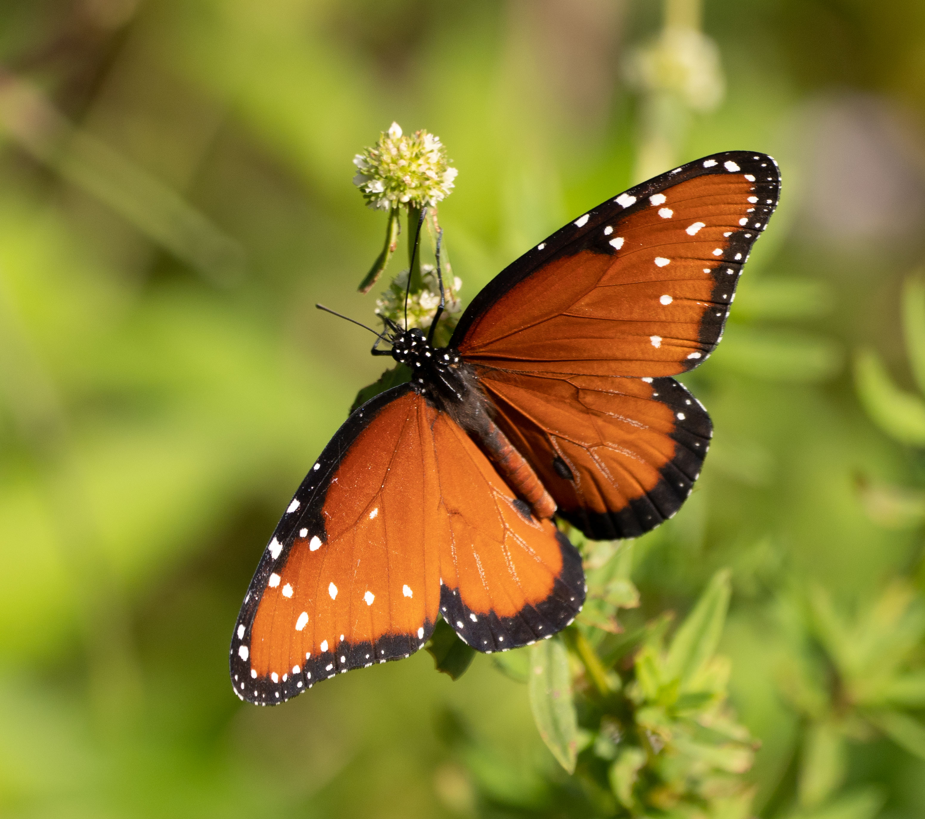 Fall Butterfly Count (North Collier Regional Park) Fall Butterfly Count (North Collier Regional Park)