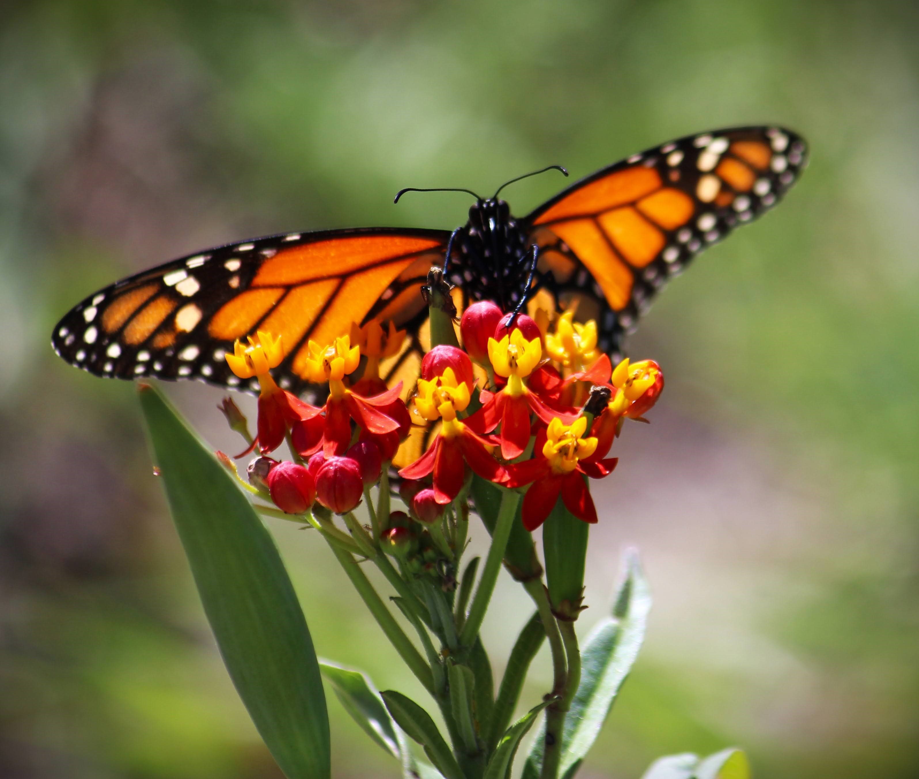 Butterfly Identification Training  -  Via Zoom